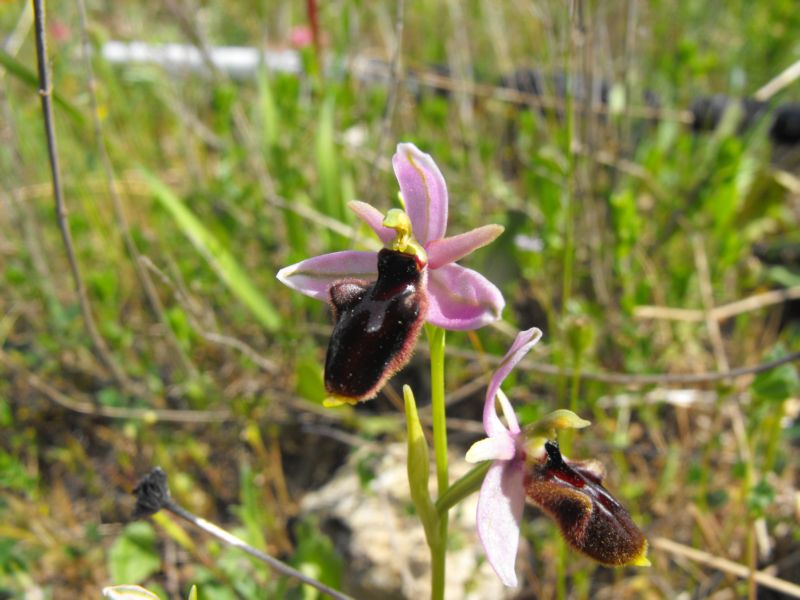 Ophrys X lyrate