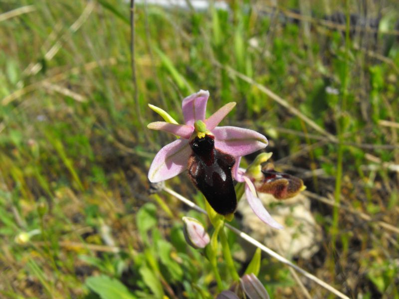 Ophrys X lyrate