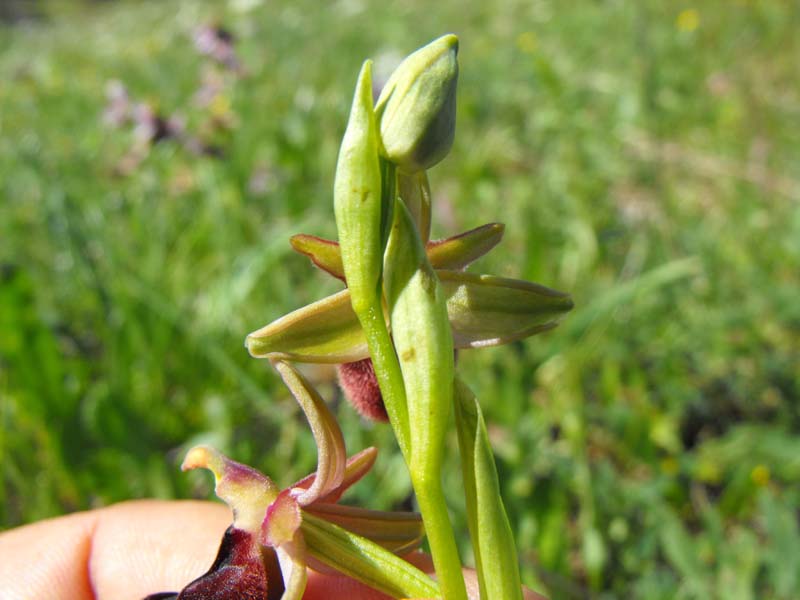 Una O.Bertoloni particolare