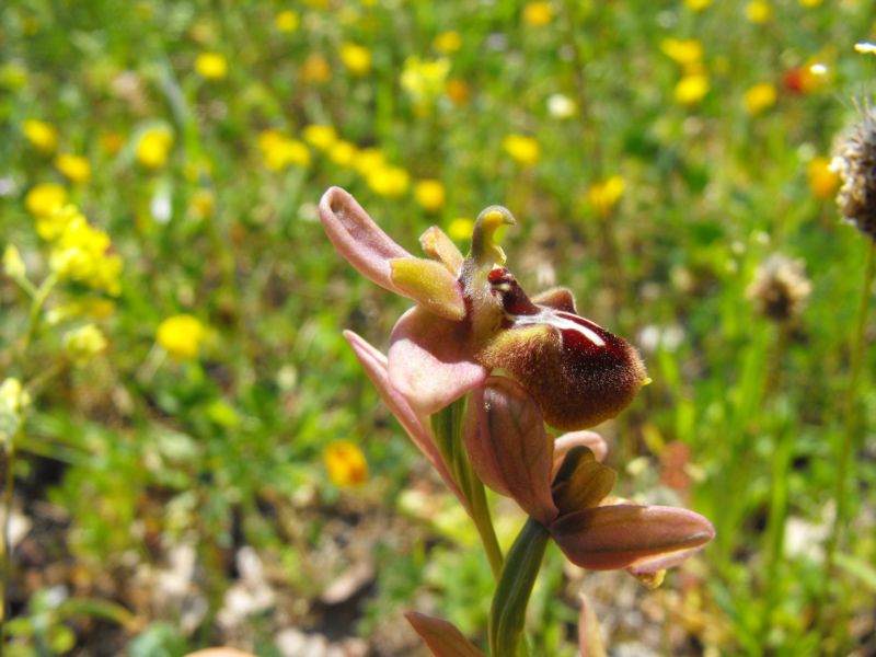 Ophrys x grampinii