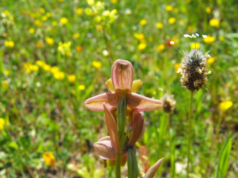 Ophrys x grampinii