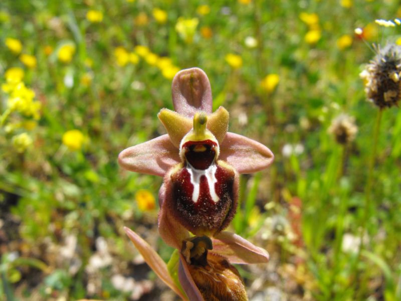 Ophrys x grampinii