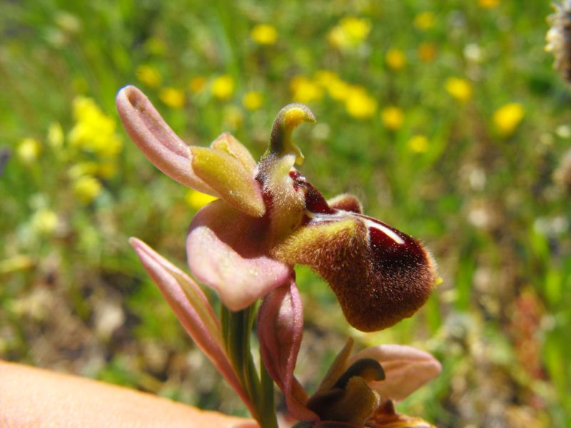 Ophrys x grampinii