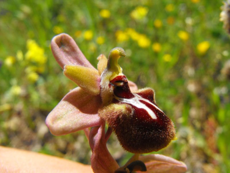 Ophrys x grampinii