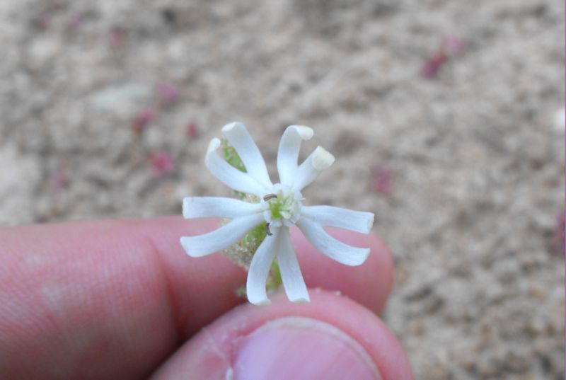 Silene colorata albina