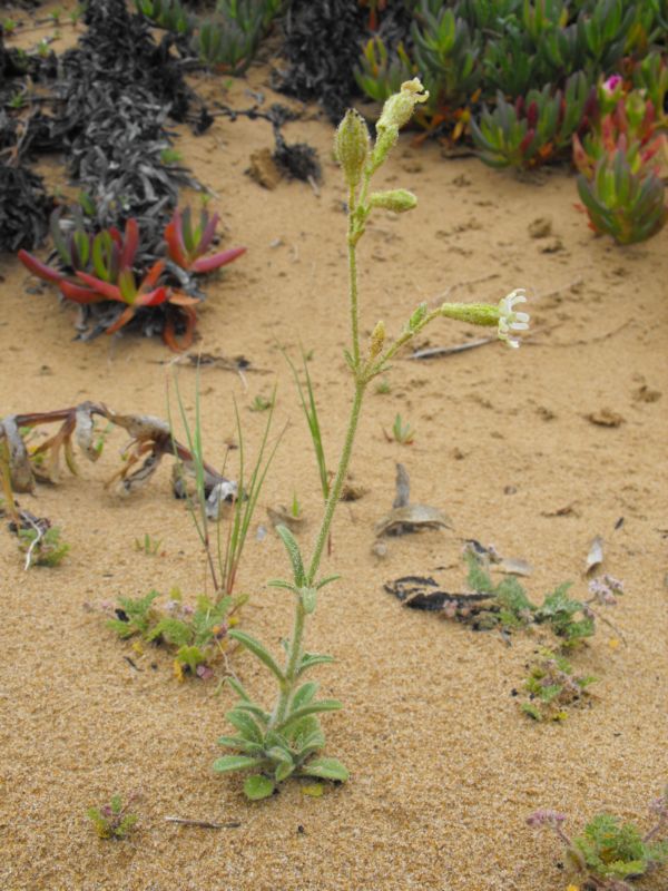 Silene colorata albina