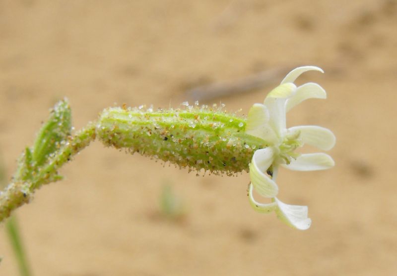 Silene colorata albina