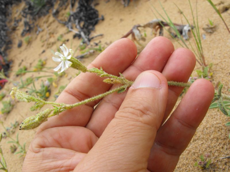 Silene colorata albina