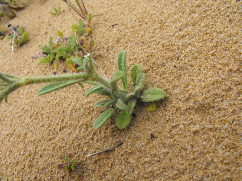 Silene colorata albina