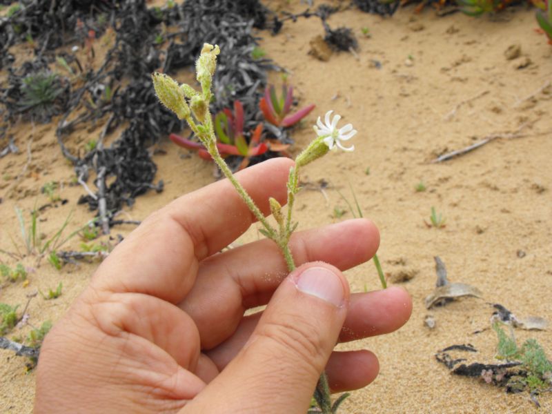 Silene colorata albina