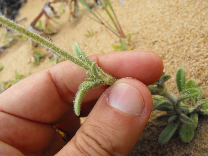 Silene colorata albina