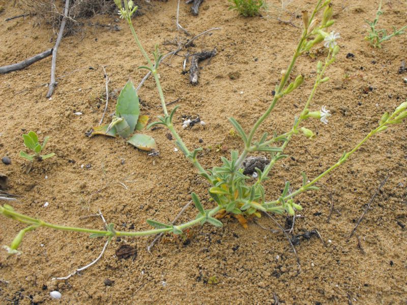 Silene colorata albina