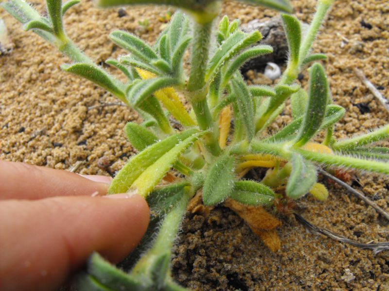 Silene colorata albina