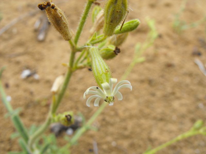 Silene colorata albina