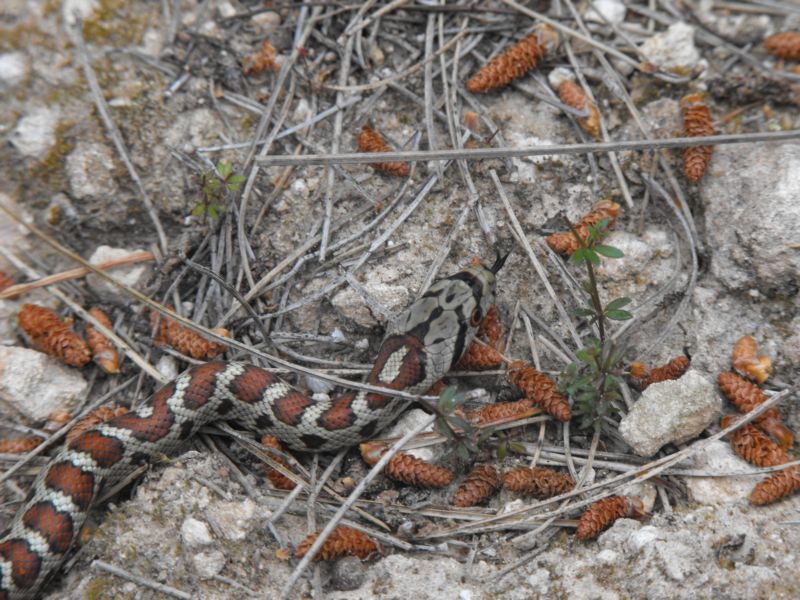 Colubro leopardino siciliano