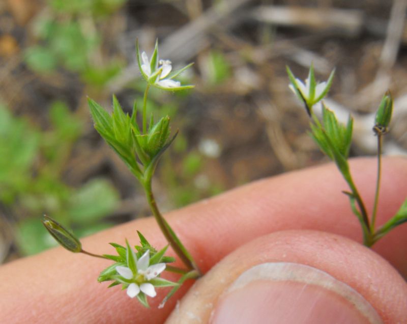 Minuartia hybrida