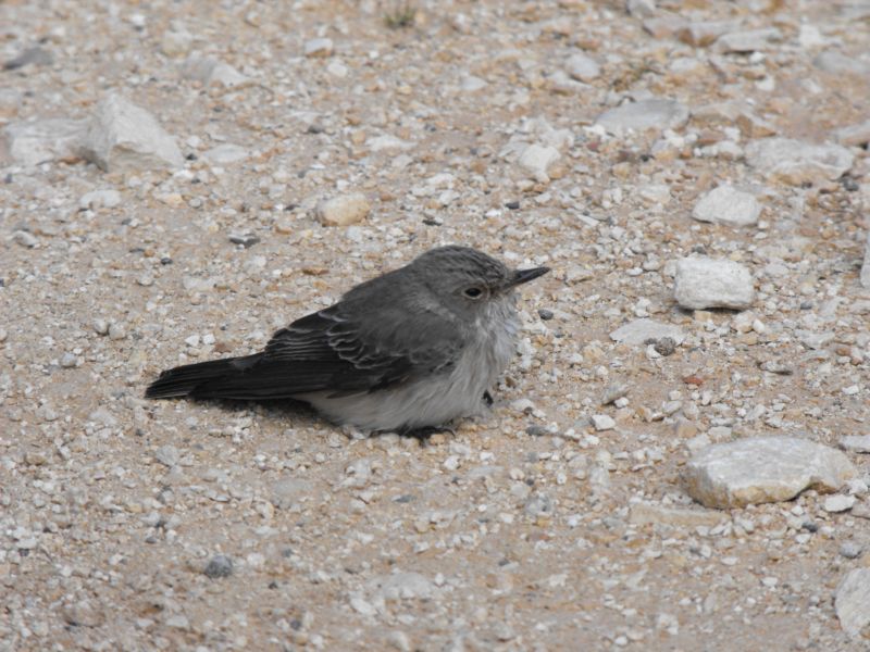 uccello da identificare