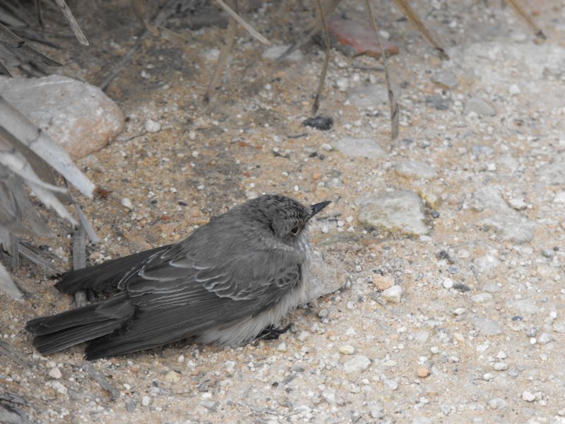 uccello da identificare