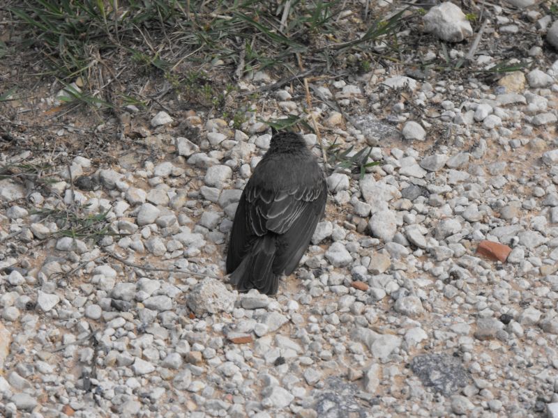 uccello da identificare