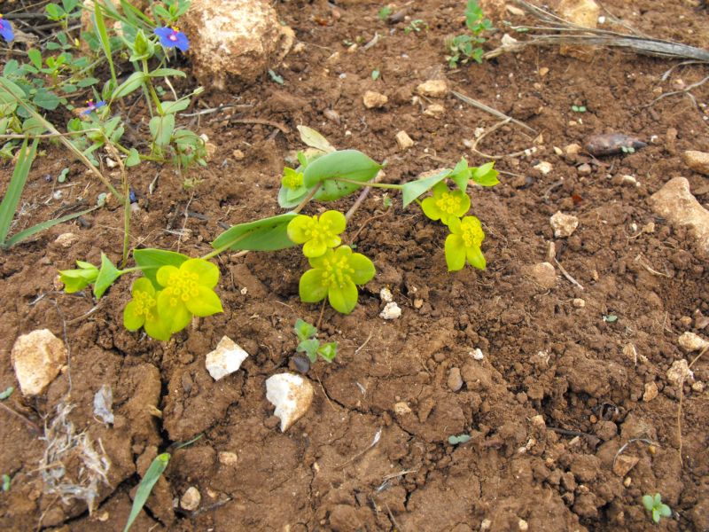 Bupleurum subovatum / Bubleuro semiovato