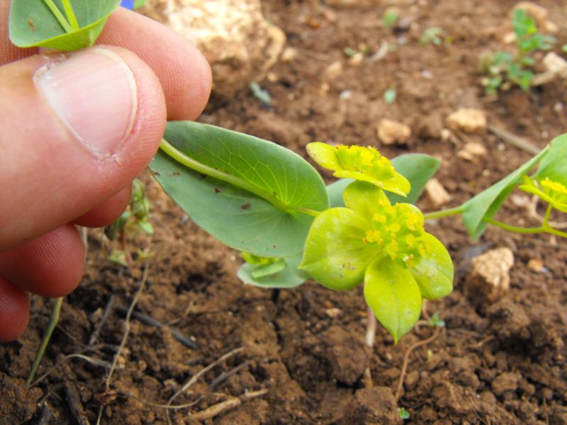 Bupleurum subovatum / Bubleuro semiovato