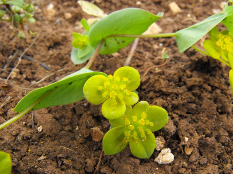 Bupleurum subovatum / Bubleuro semiovato