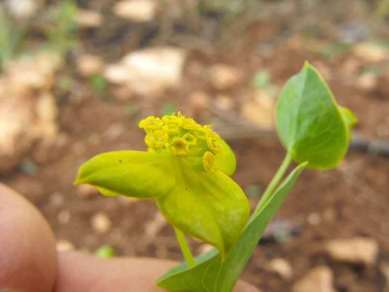 Bupleurum subovatum / Bubleuro semiovato