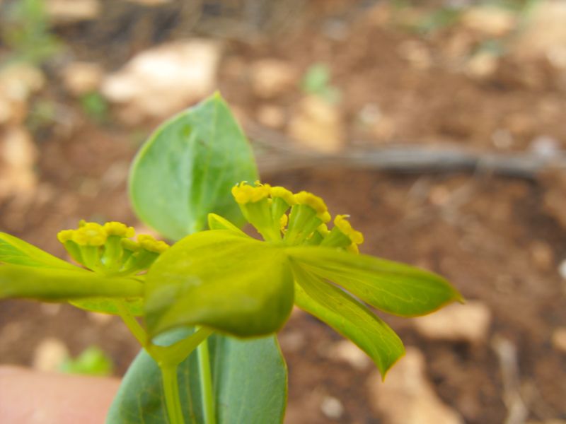 Bupleurum subovatum / Bubleuro semiovato