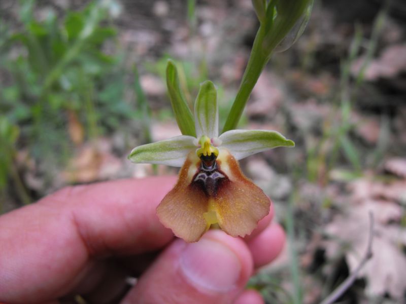 Ophrys lacaitae insolita