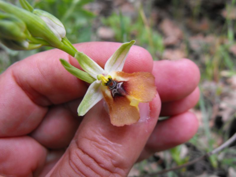 Ophrys lacaitae insolita