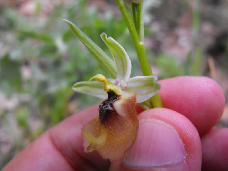 Ophrys lacaitae insolita