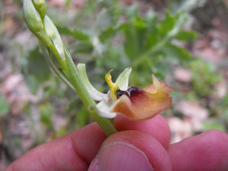 Ophrys lacaitae insolita