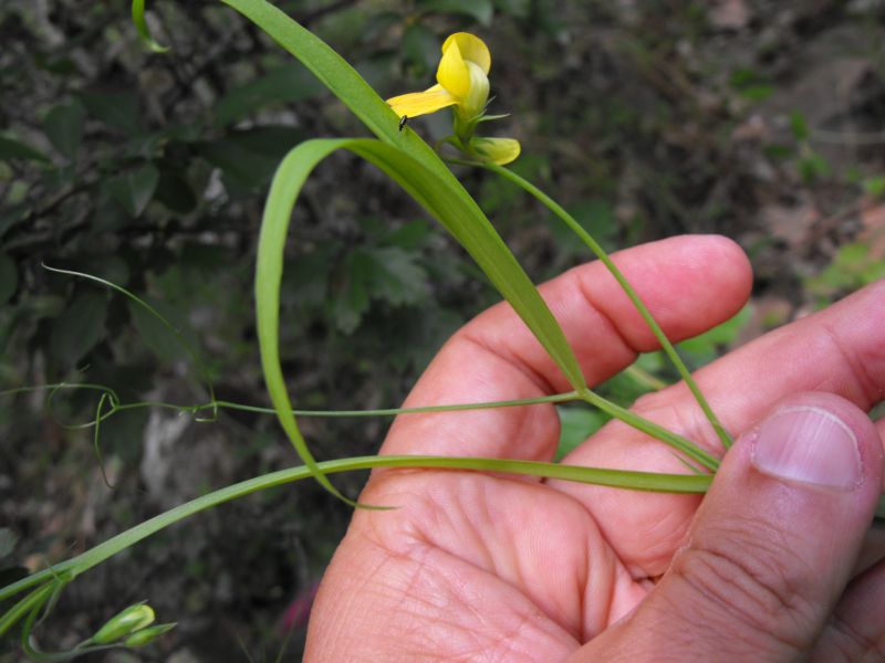 Lathyrus gorgoni / Cicerchia gorgonia