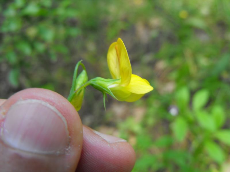 Lathyrus gorgoni / Cicerchia gorgonia