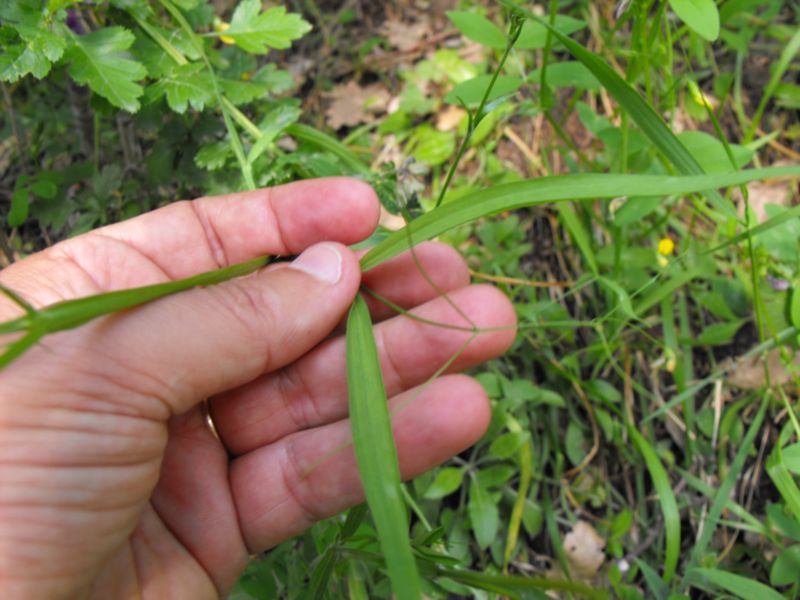 Lathyrus gorgoni / Cicerchia gorgonia