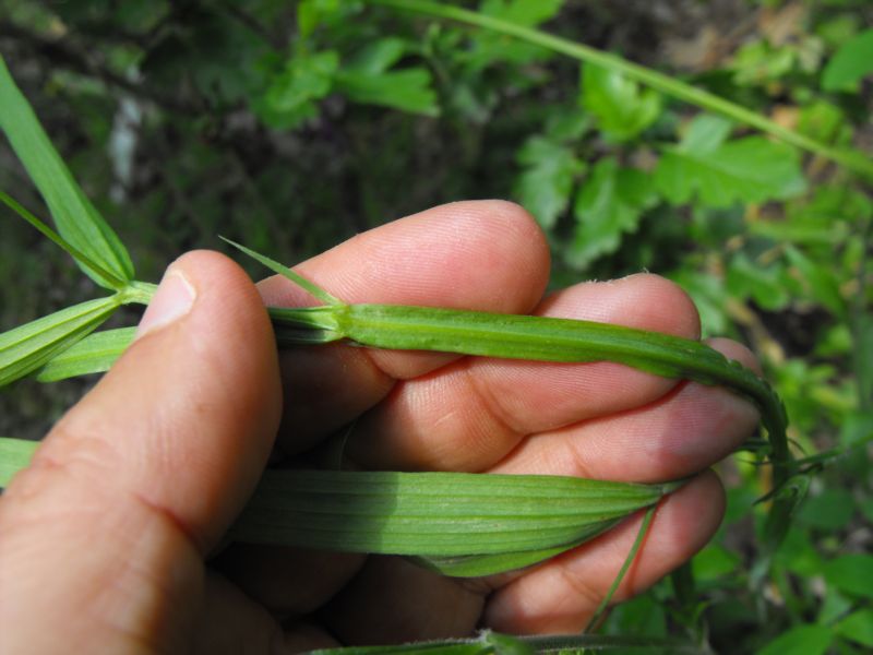 Lathyrus gorgoni / Cicerchia gorgonia