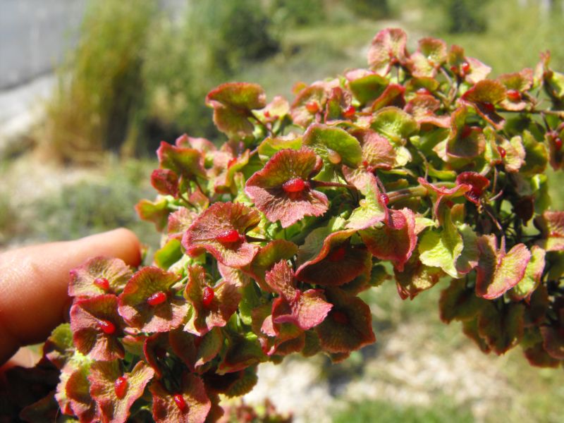 Determinazione Rumex