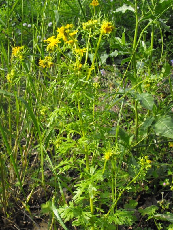 Jacobaea delphiniifolia (=Senecio delphinifolius )