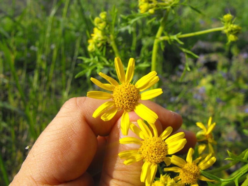 Jacobaea delphiniifolia (=Senecio delphinifolius )