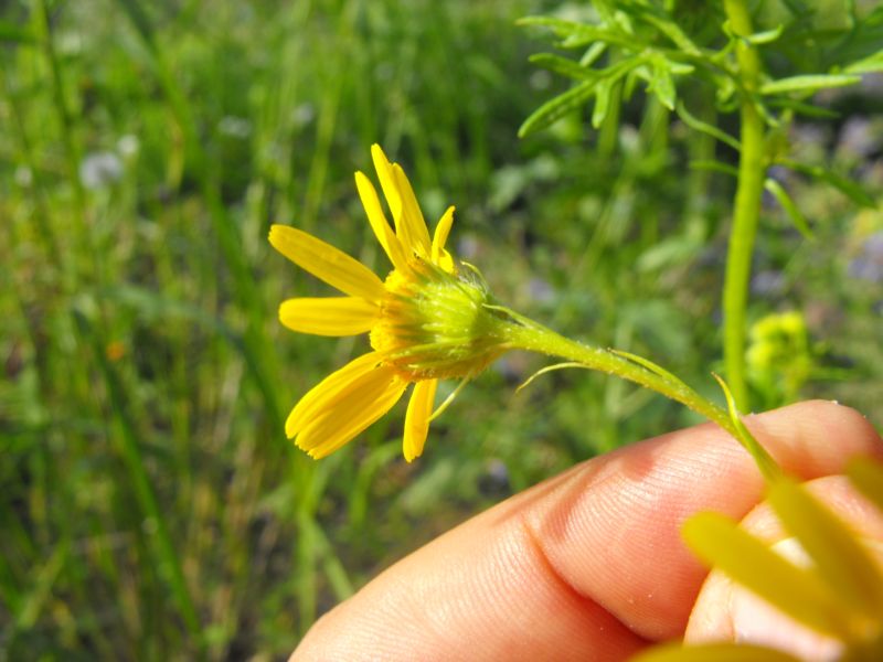 Jacobaea delphiniifolia (=Senecio delphinifolius )