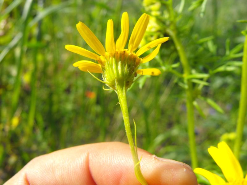 Jacobaea delphiniifolia (=Senecio delphinifolius )