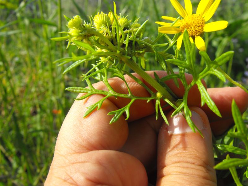 Jacobaea delphiniifolia (=Senecio delphinifolius )