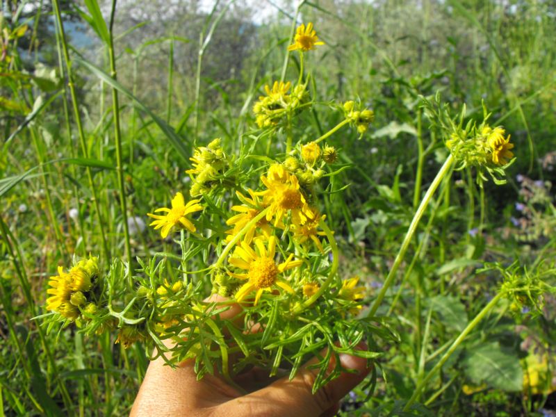 Jacobaea delphiniifolia (=Senecio delphinifolius )