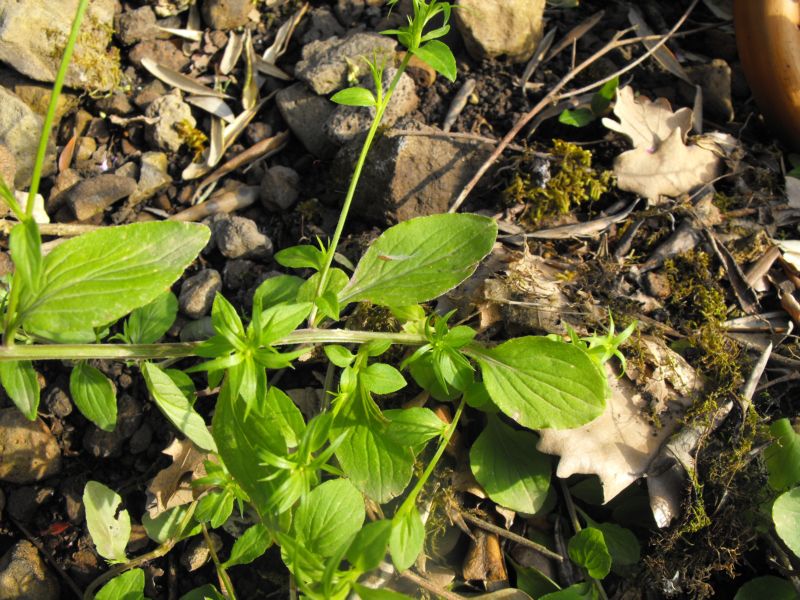 Legousia falcata / Specchio di Venene minore