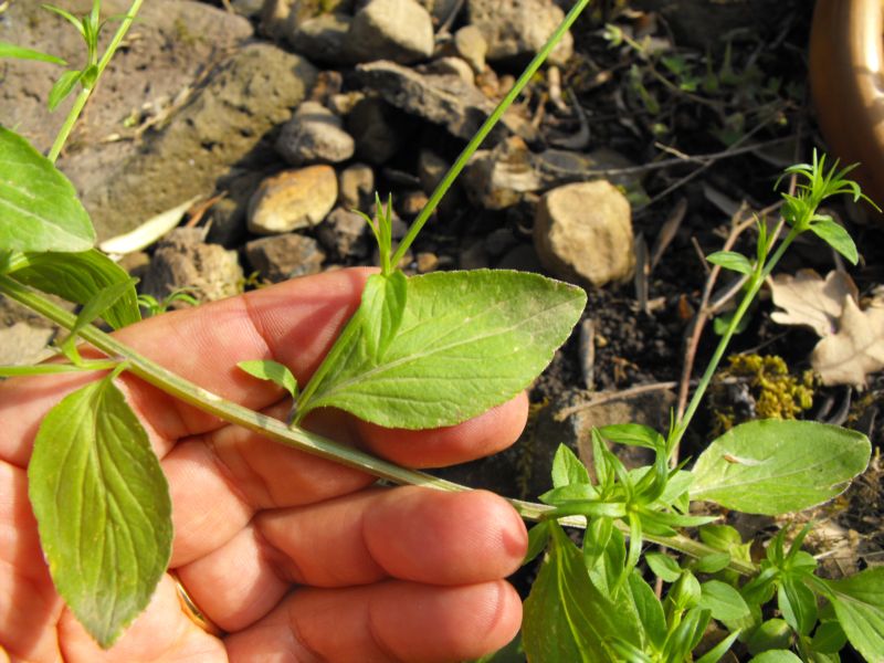 Legousia falcata / Specchio di Venene minore