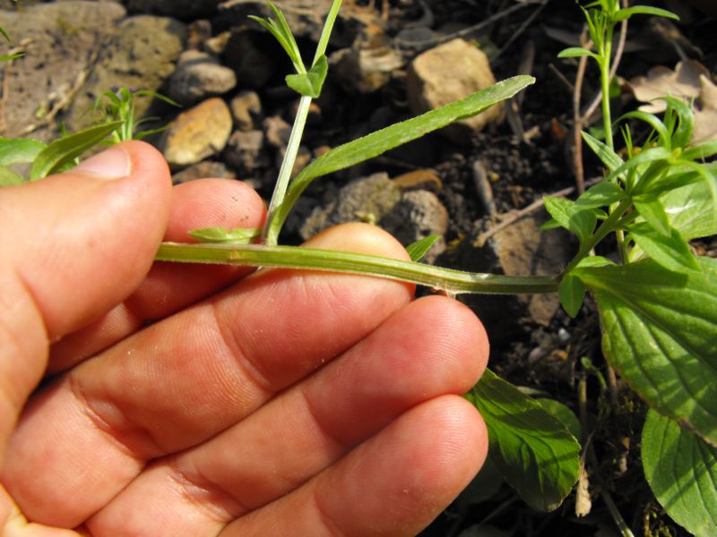 Legousia falcata / Specchio di Venene minore