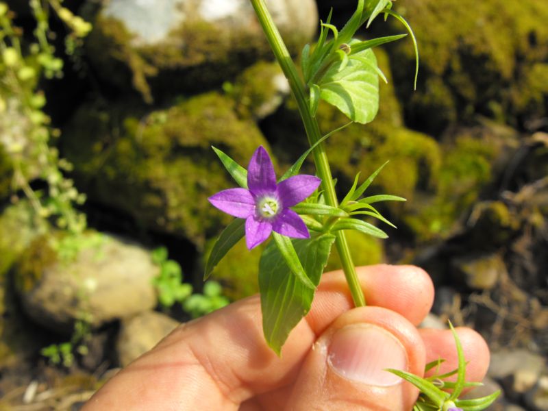 Legousia falcata / Specchio di Venene minore