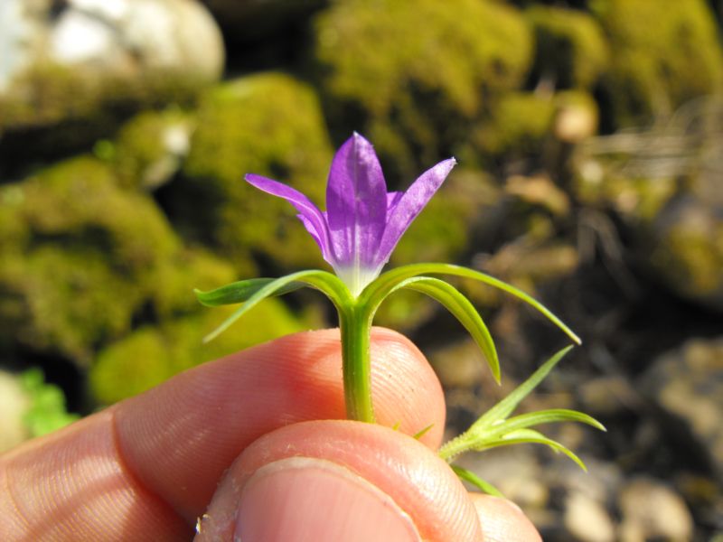 Legousia falcata / Specchio di Venene minore