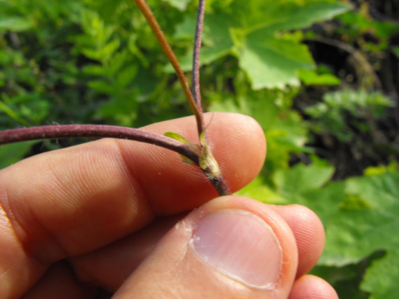 Trifolium subterraneum