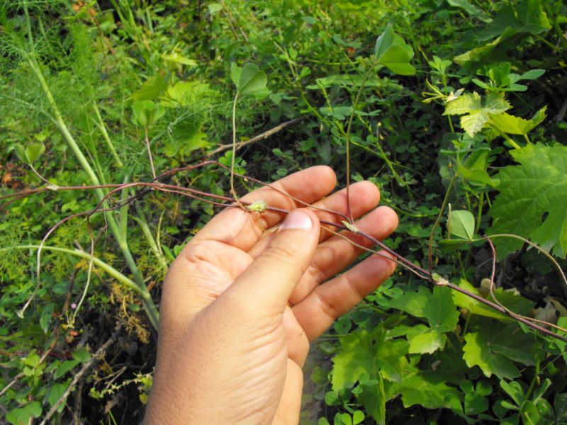 Trifolium subterraneum